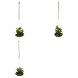 Floare decorativa, aranjament plante H19.5 cm - Atmosphera
