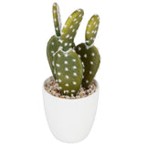 Cutie cactus suculent - Atmosphera