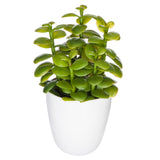 Cutie cactus suculent - Atmosphera