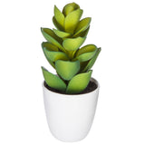 Cutie cactus suculent - Atmosphera