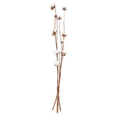 Floare decorativa, tulpini uscate natur - Atmosphera