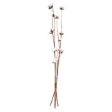 Floare decorativa, tulpini uscate natur - Atmosphera