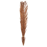 Floare decorativa, tulpini uscate natur - Atmosphera