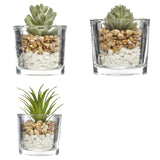 Pahar cu planta - Atmosphera