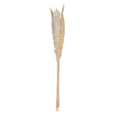 Floare decorativa, tija pampa natur set 6 H60 cm - Atmosphera