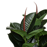 Floare decorativa, ficus robusta H120 cm - Atmosphera
