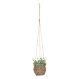 Floare decorativa, plante natur de agatat zoe H17 cm cutie - Atmosphera
