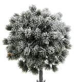 Cimisir inzapezit, H 25 cm | Atmosphera