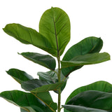 Ficus Sky inaltime 145 cm ghiveci ceramic striat Atmosphera