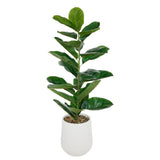 Ficus Sky inaltime 145 cm ghiveci ceramic striat Atmosphera