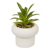 Floare decorativa, suculenta ghiveci cem stefi H15 cm cutie - Atmosphera