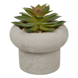 Floare decorativa, suculenta ghiveci cem stefi H15 cm cutie - Atmosphera