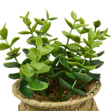 Floare decorativa, planta cu ghiveci natur jil H18box - Atmosphera