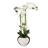 Floare decorativa, orhidee cu ghiveci argintiu - Atmosphera