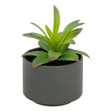 Floare decorativa, suculenta cu ghiveci H13 cm - Atmosphera