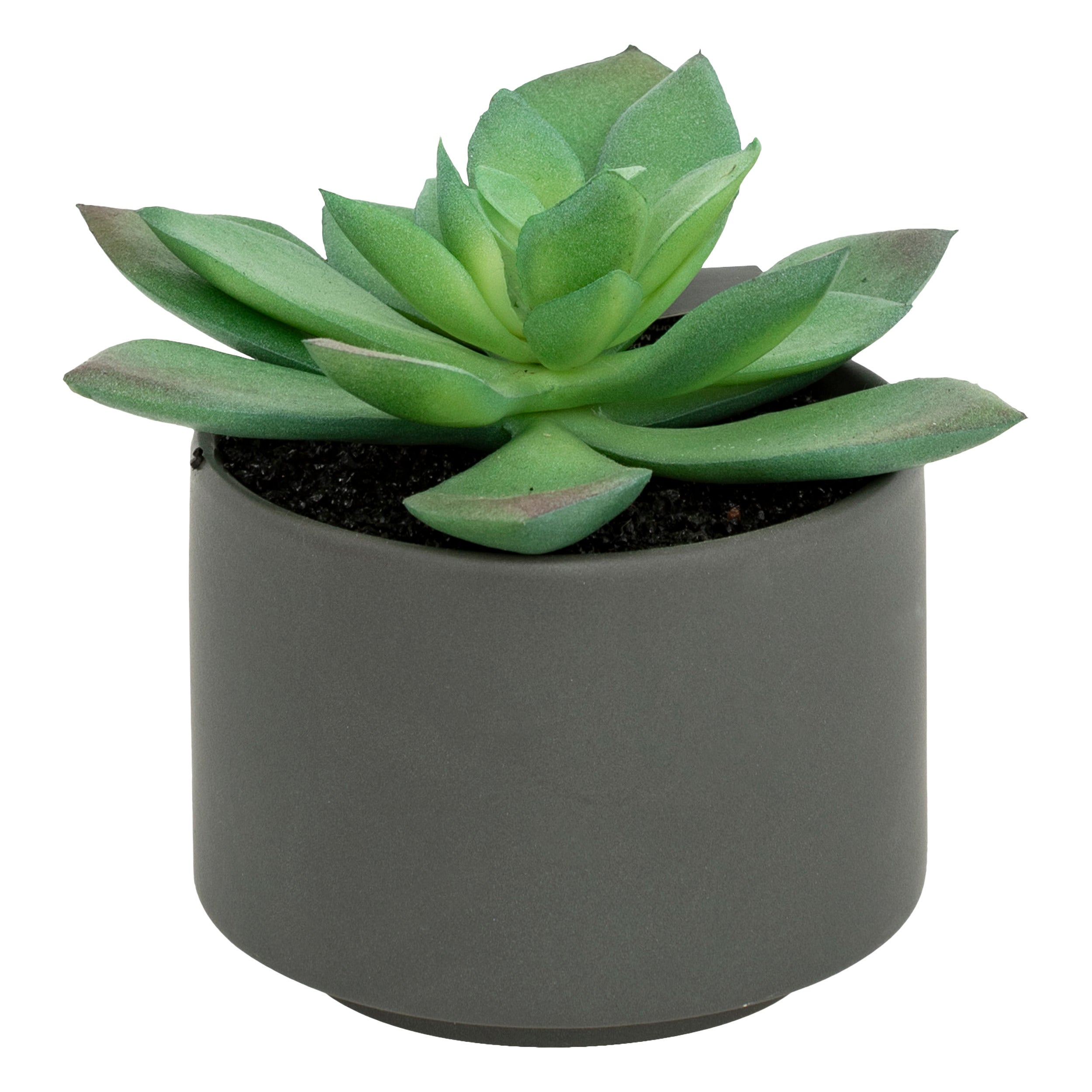 Floare decorativa, suculenta cu ghiveci H13 cm - Atmosphera