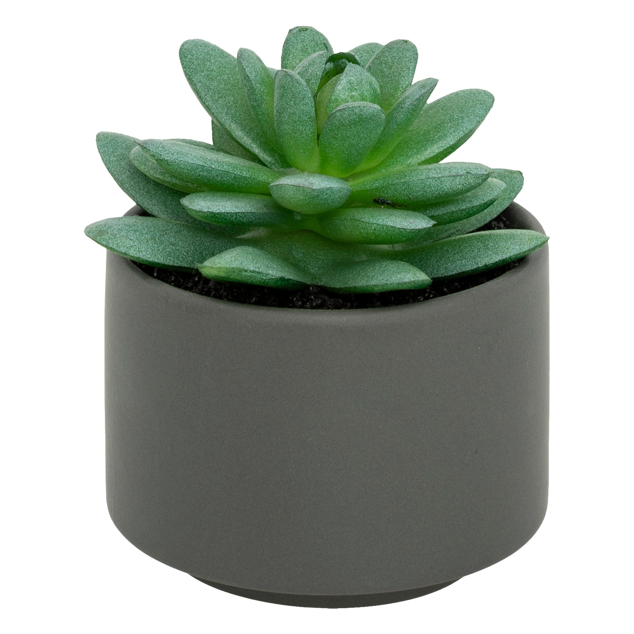 Floare decorativa, suculenta cu ghiveci H13 cm - Atmosphera