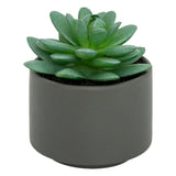 Floare decorativa, suculenta cu ghiveci H13 cm - Atmosphera