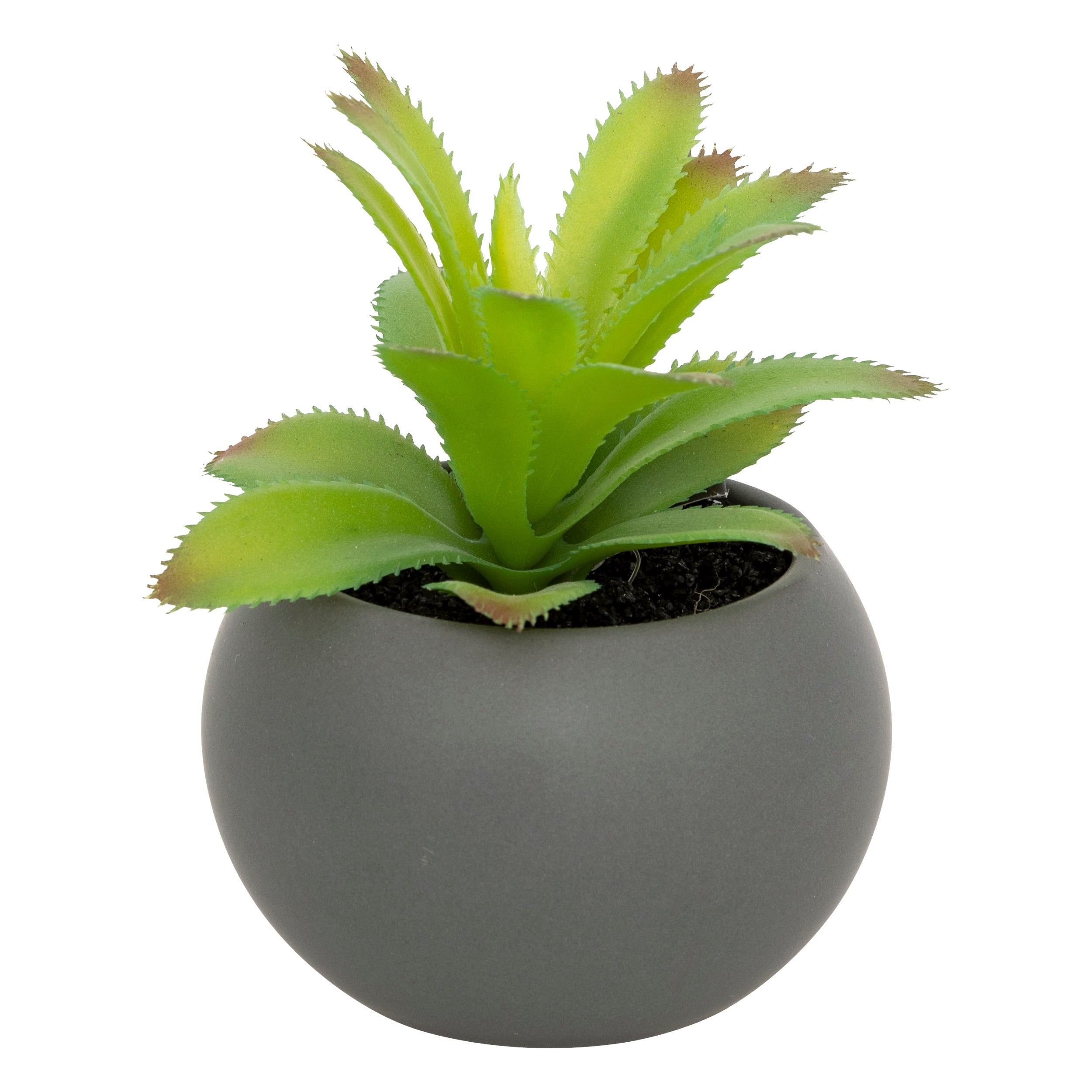 Floare decorativa, suculenta cu ghiveci H13 cm - Atmosphera