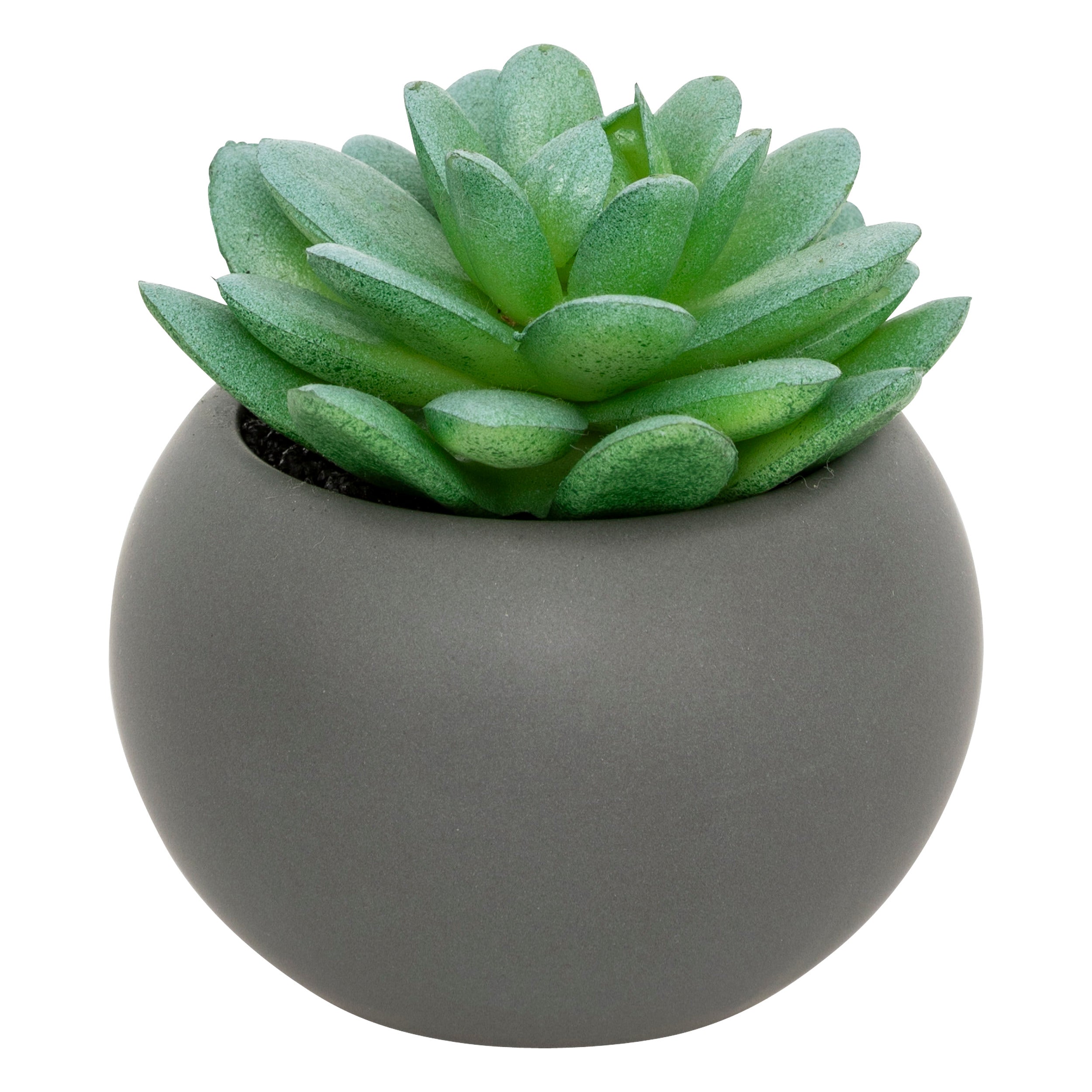 Floare decorativa, suculenta cu ghiveci H13 cm - Atmosphera