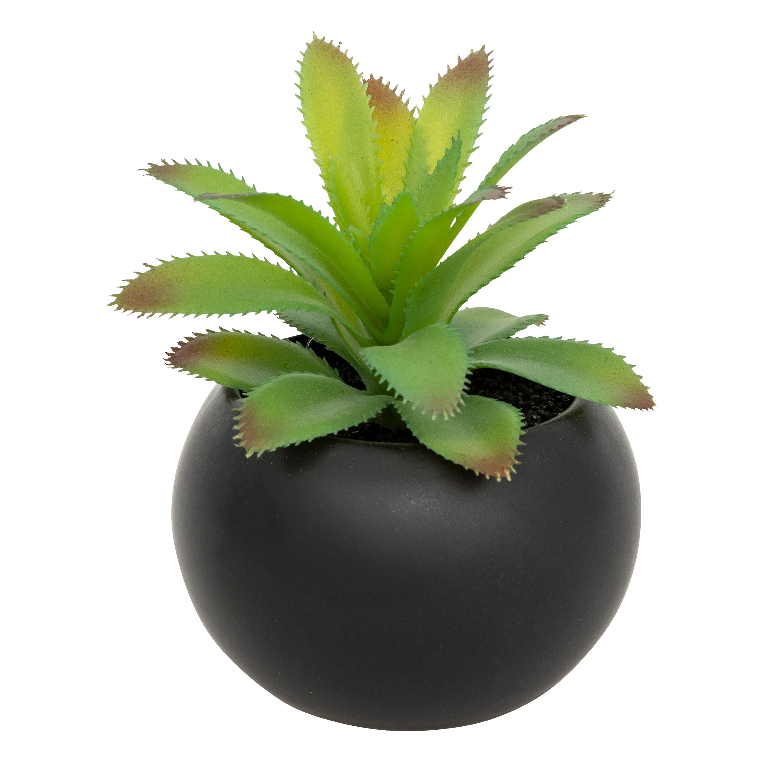 Floare decorativa, suculenta cu ghiveci H13 cm - Atmosphera