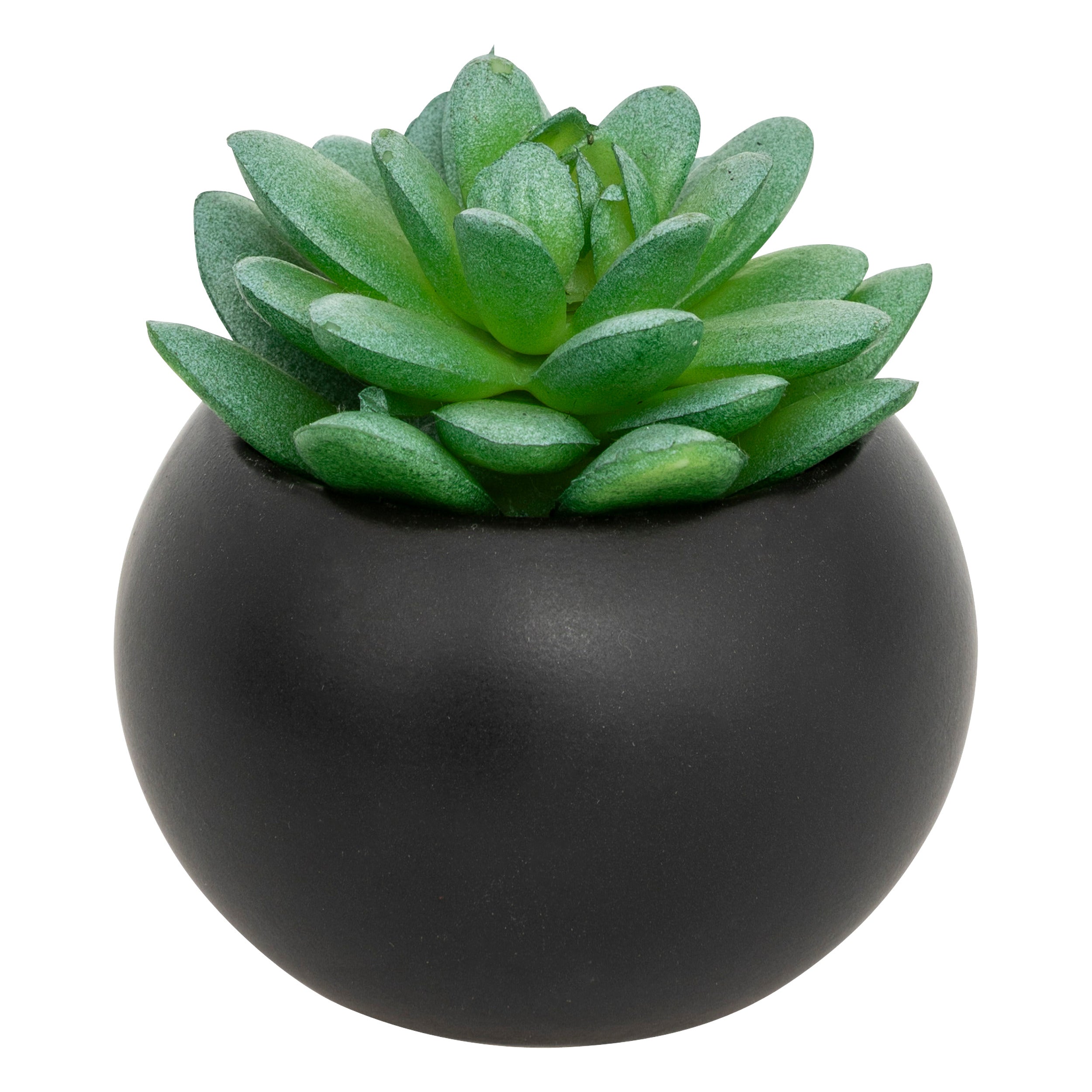Floare decorativa, suculenta cu ghiveci H13 cm - Atmosphera