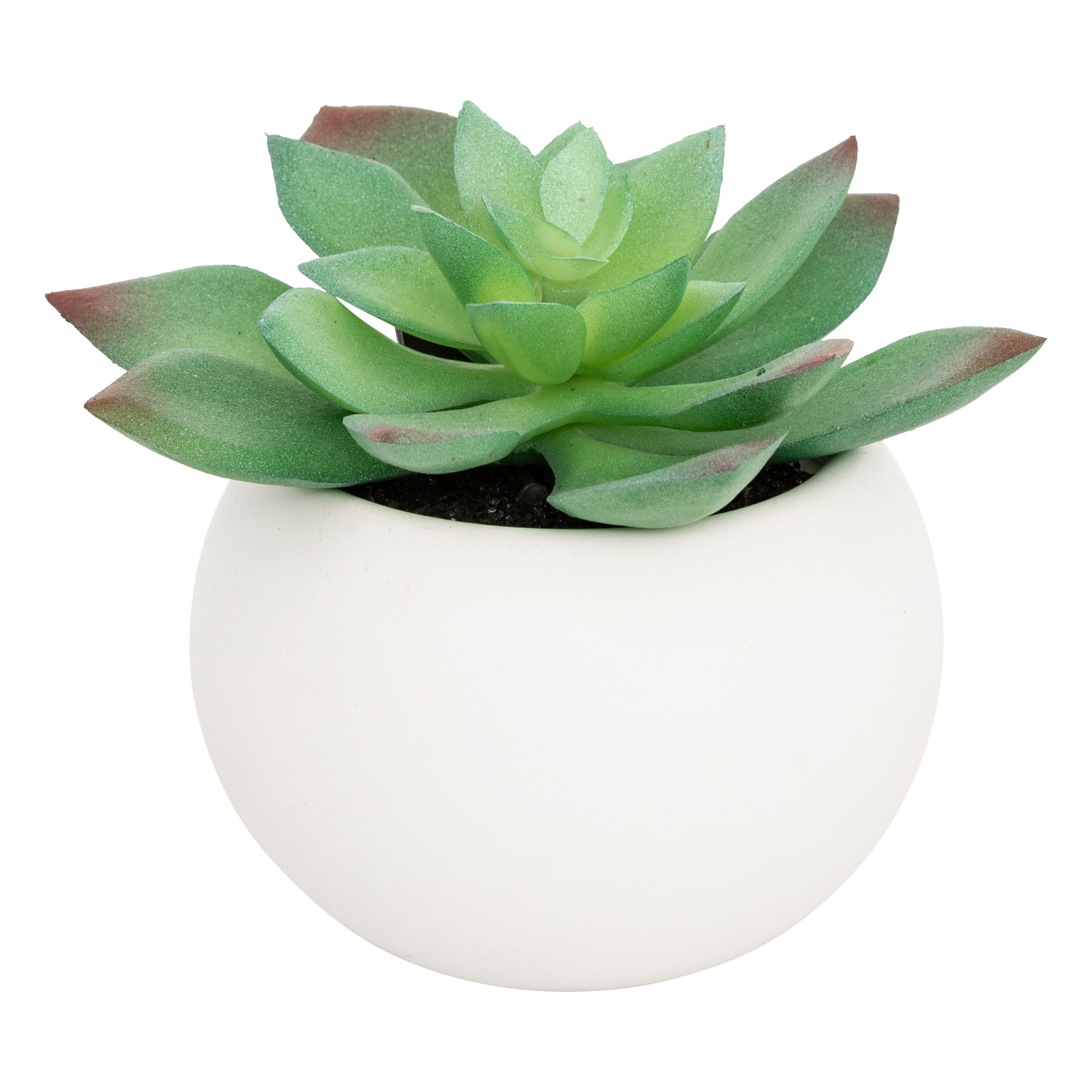 Floare decorativa, suculenta cu ghiveci H13 cm - Atmosphera