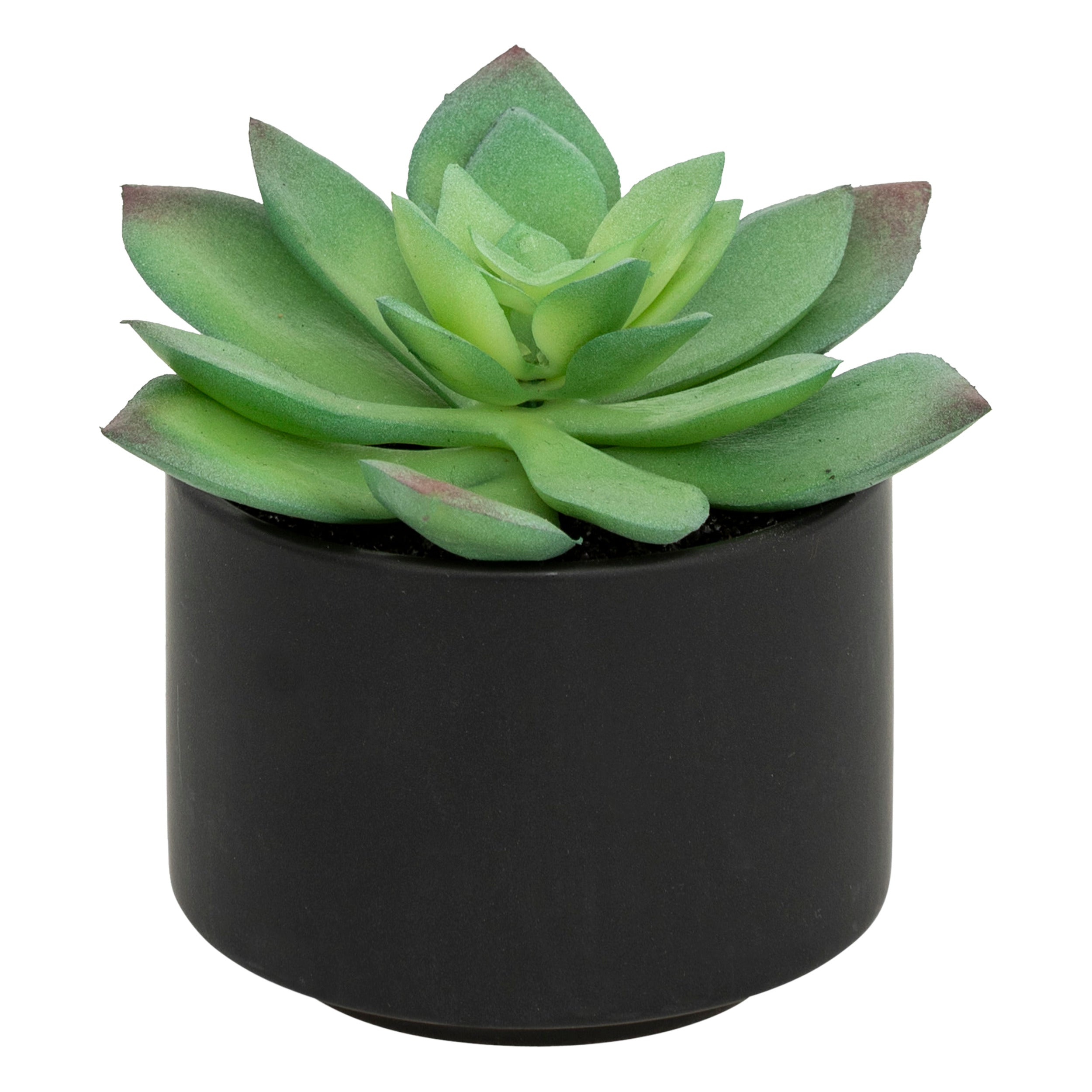 Floare decorativa, suculenta cu ghiveci H13 cm - Atmosphera