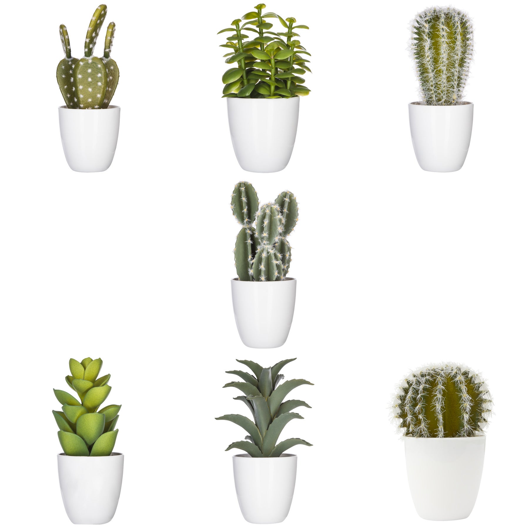 Cutie cactus suculent - Atmosphera