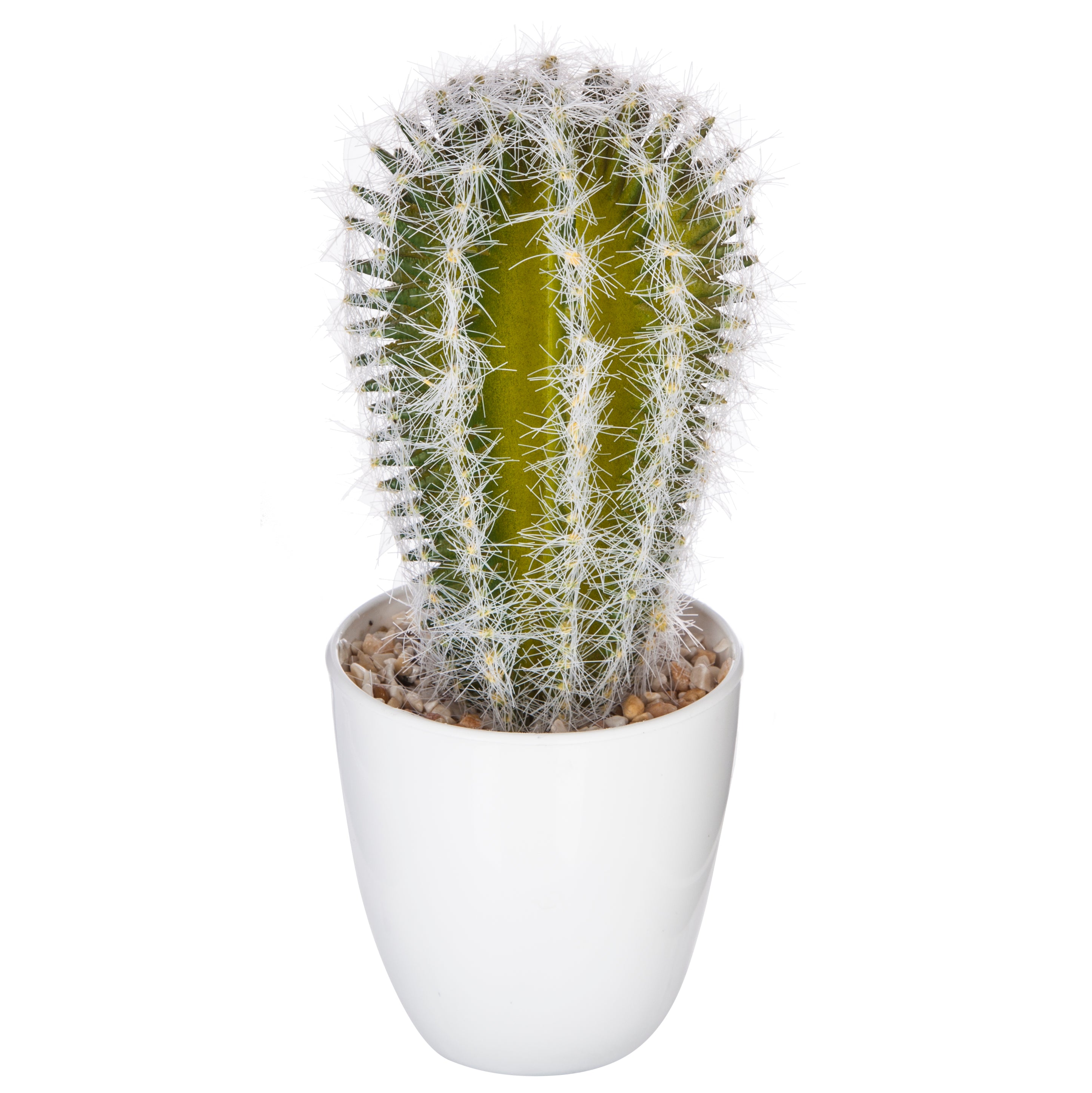 Cutie cactus suculent - Atmosphera
