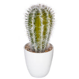 Cutie cactus suculent - Atmosphera