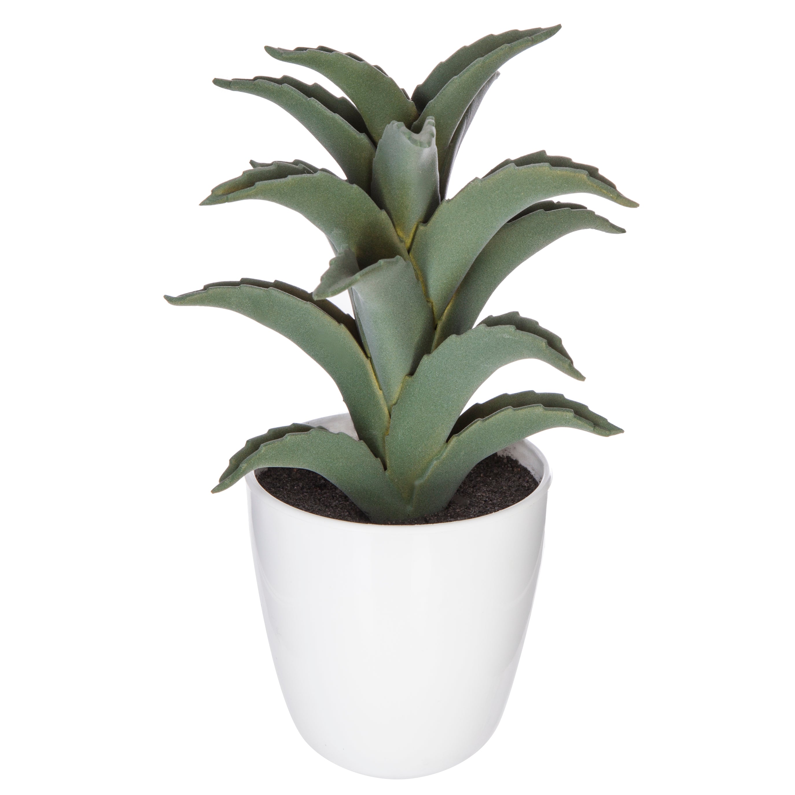 Cutie cactus suculent - Atmosphera
