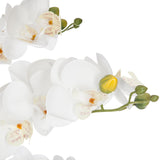 Orhidee 65 cm inaltime cu ghiveci ceramic alb Atmosphera