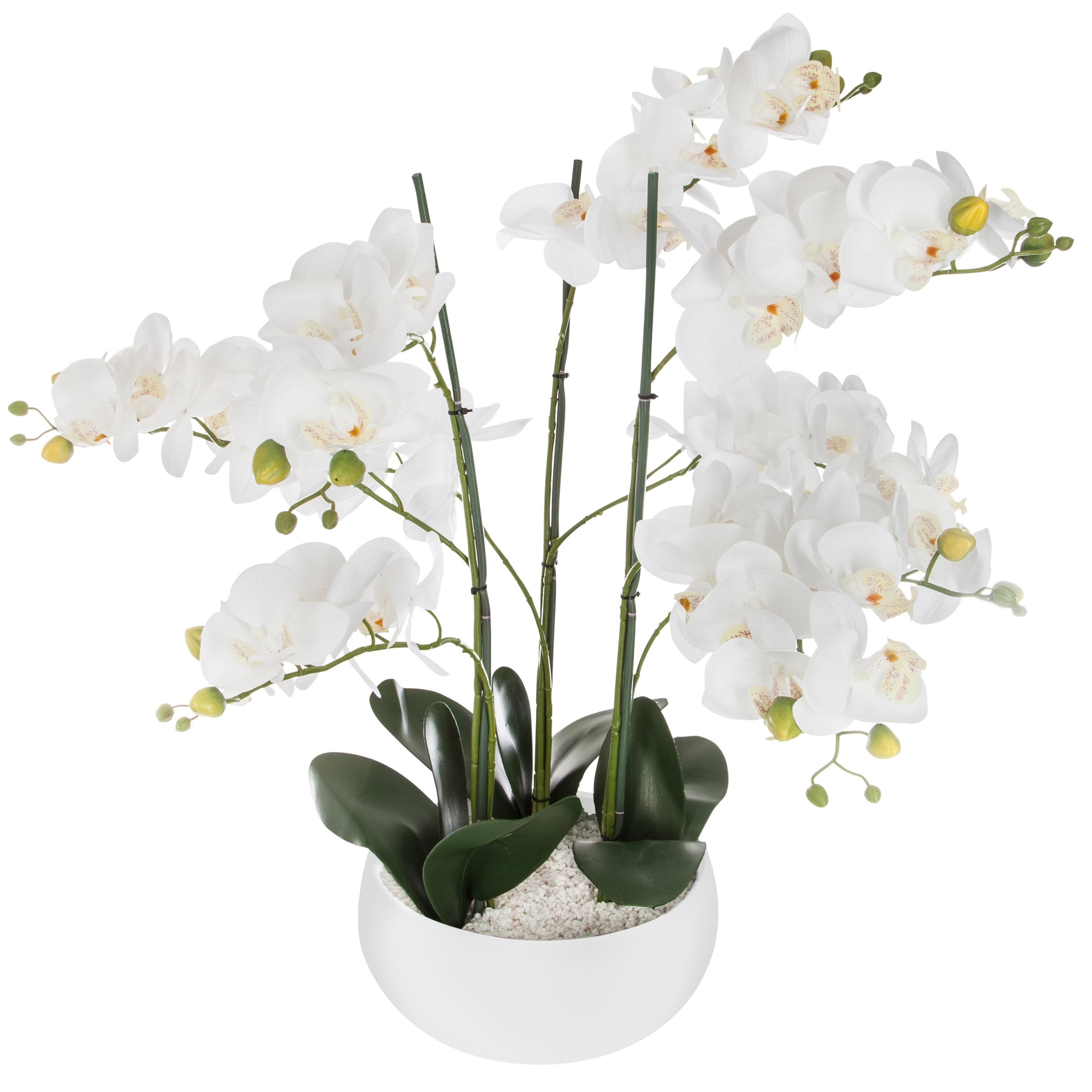 Orhidee 65 cm inaltime cu ghiveci ceramic alb Atmosphera