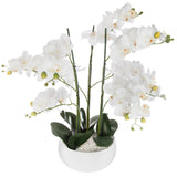 Orhidee 65 cm inaltime cu ghiveci ceramic alb Atmosphera