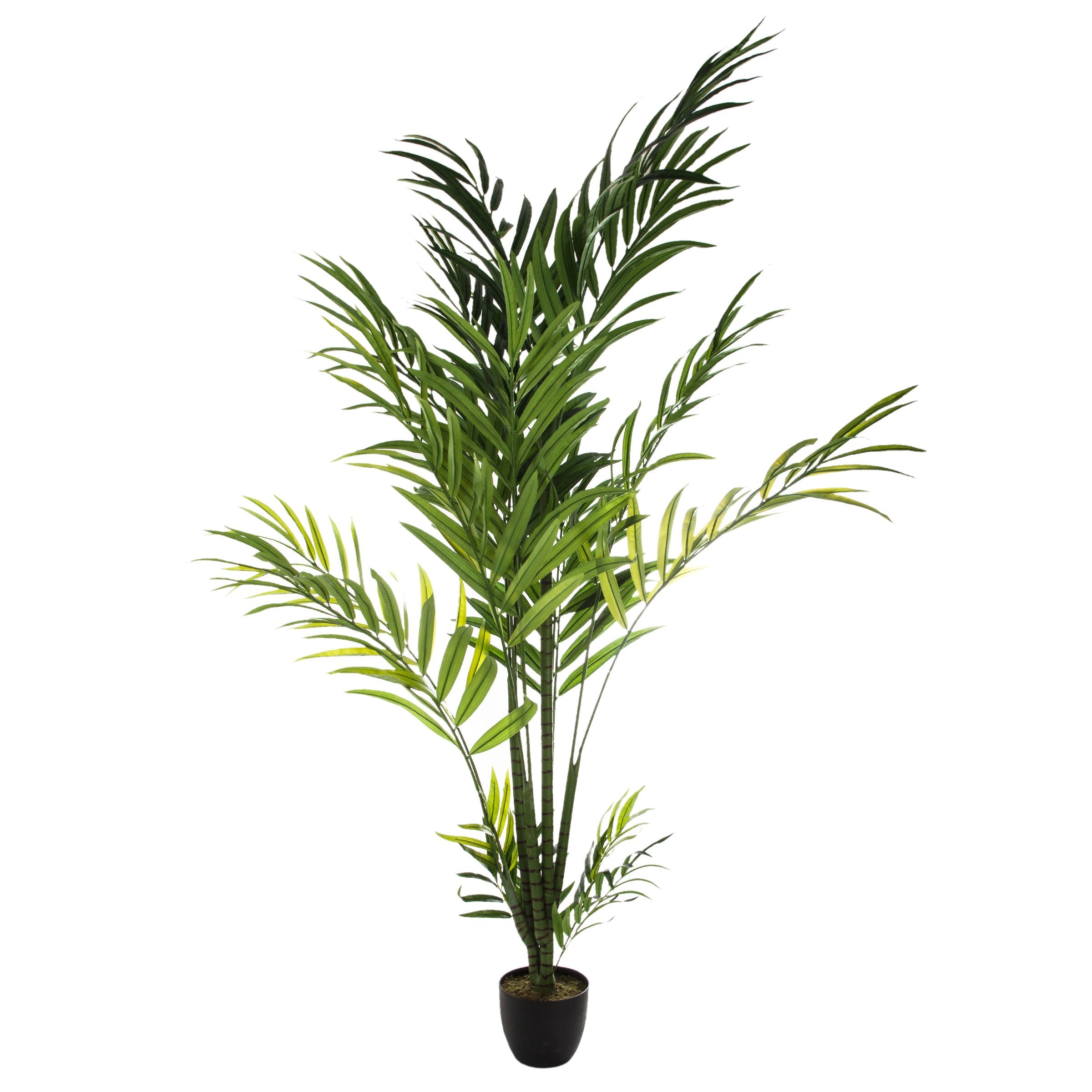 Palmier Areca cu ghiveci 230 cm inaltime Atmosphera