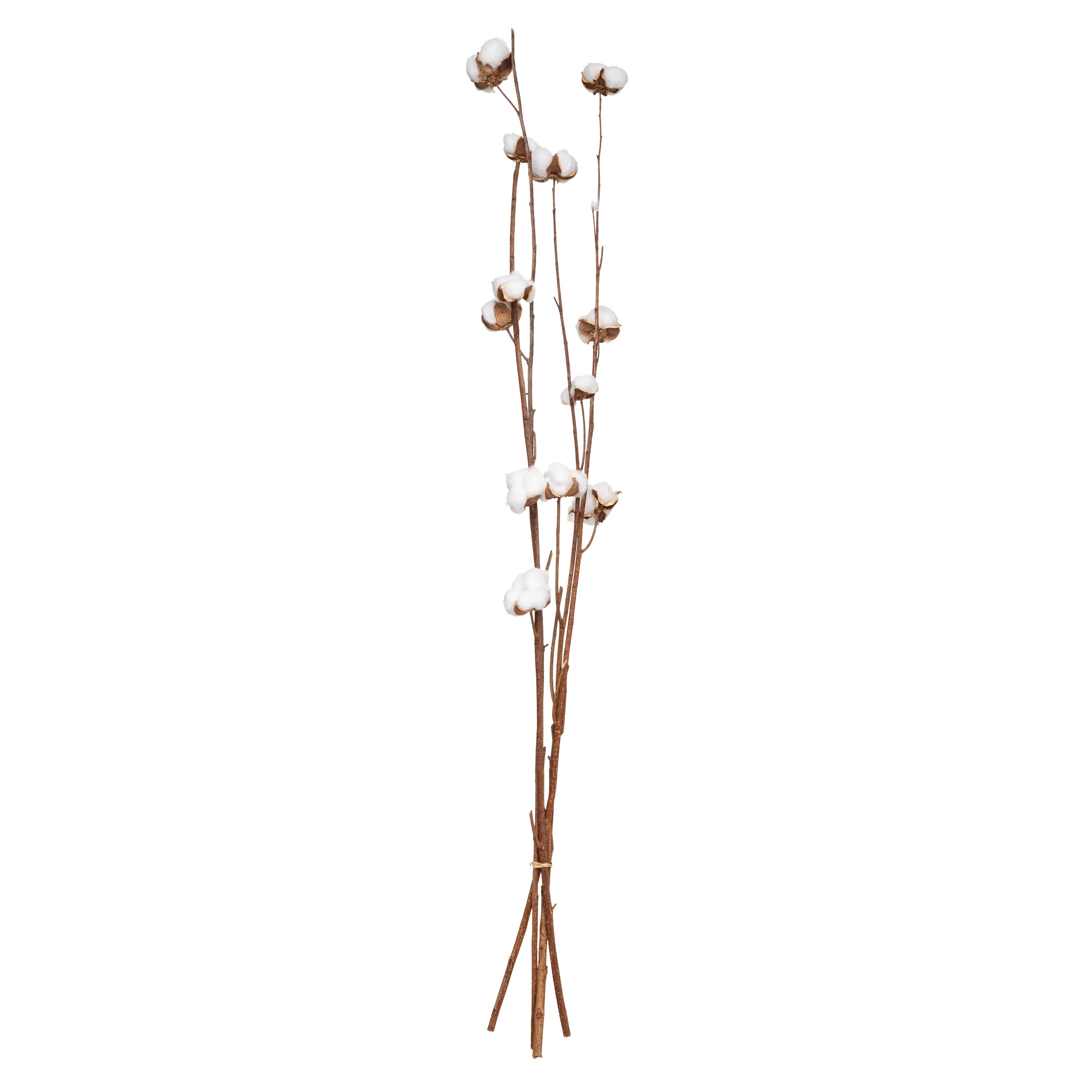 Floare decorativa, tulpini uscate natur - Atmosphera