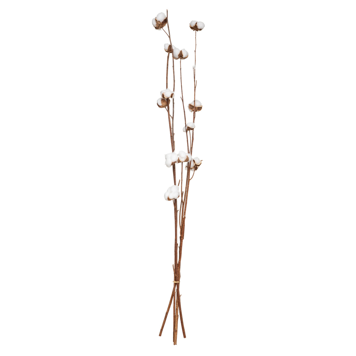 Floare decorativa, tulpini uscate natur - Atmosphera