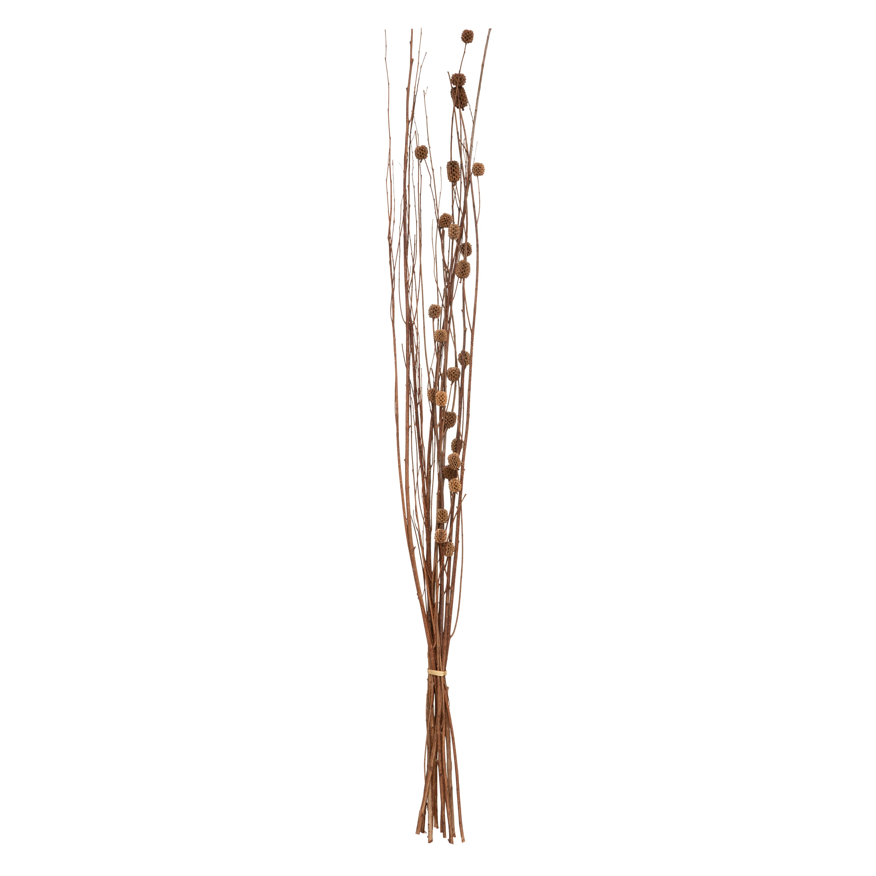 Floare decorativa, tulpini uscate natur - Atmosphera