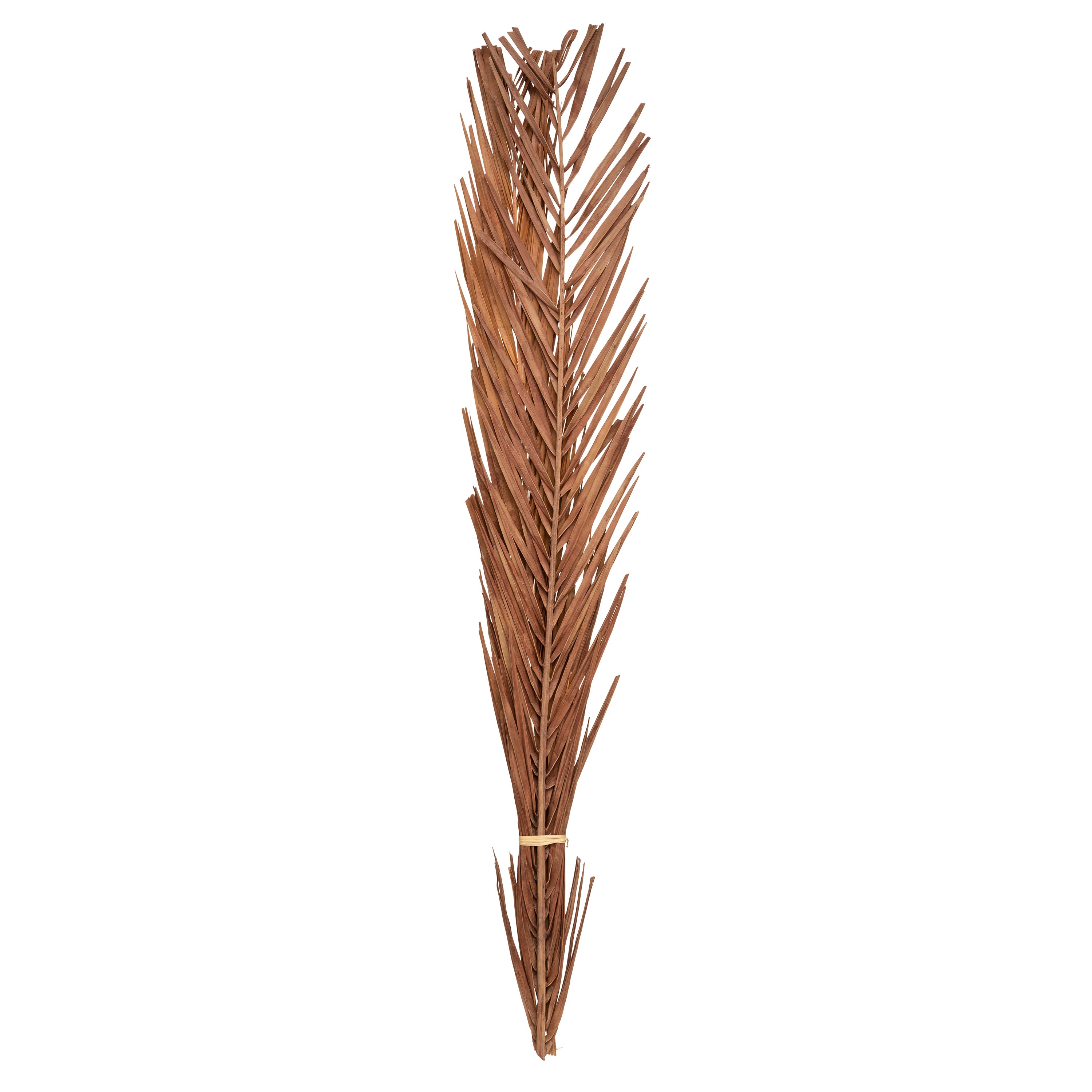 Floare decorativa, tulpini uscate natur - Atmosphera