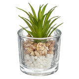 Pahar cu planta - Atmosphera