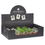 Pahar cu planta - Atmosphera