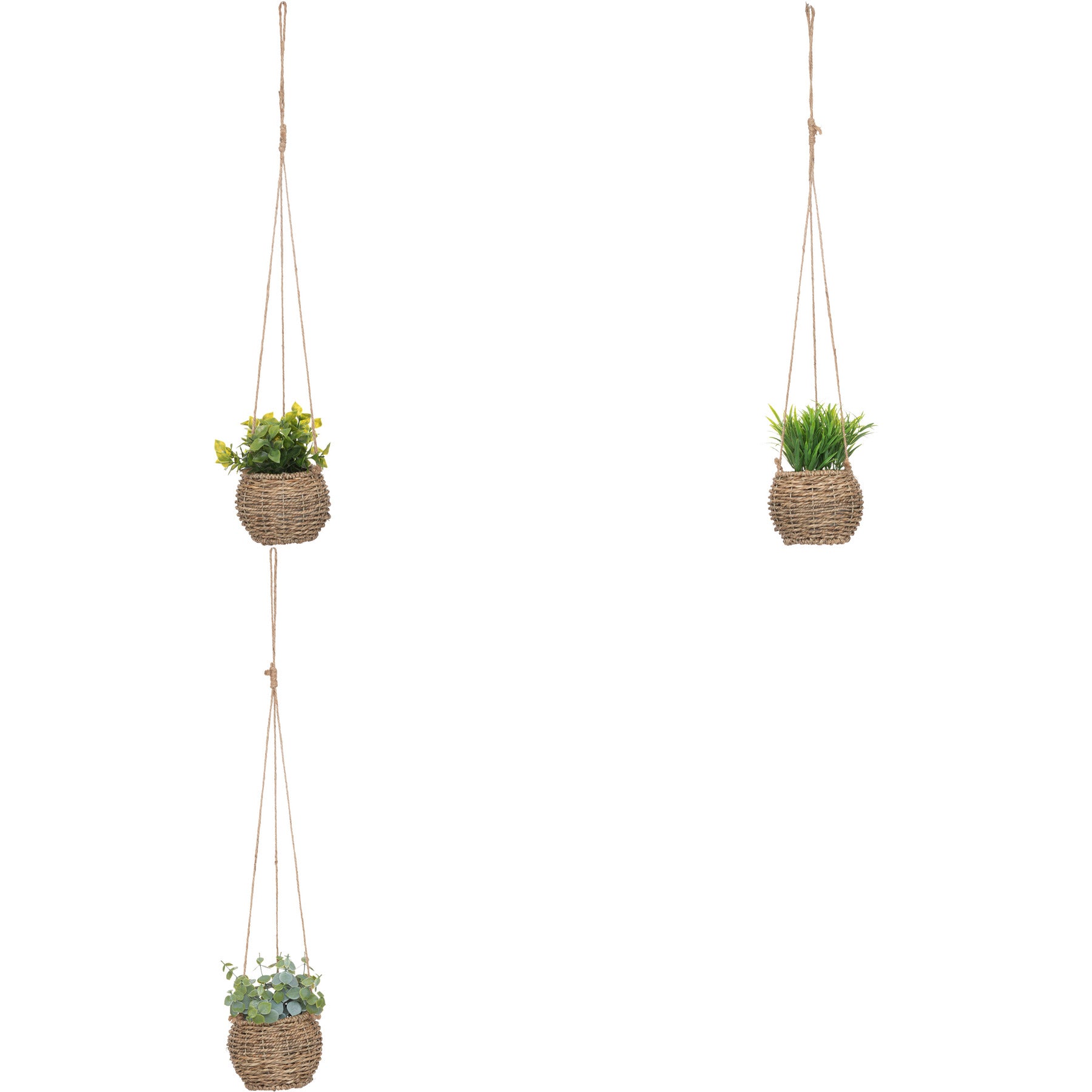 Floare decorativa, plante natur de agatat zoe H17 cm cutie - Atmosphera
