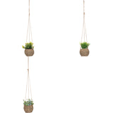 Floare decorativa, plante natur de agatat zoe H17 cm cutie - Atmosphera