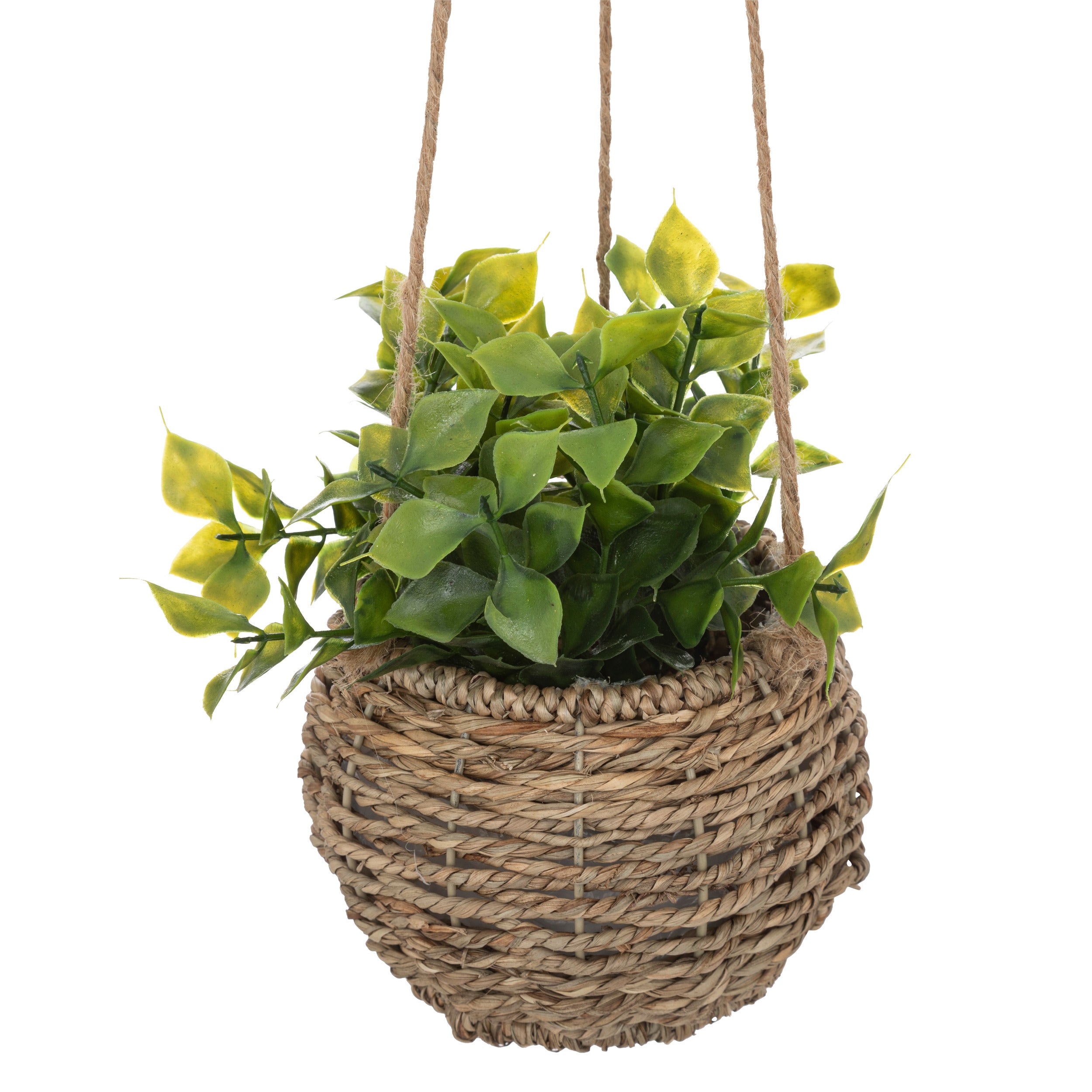 Floare decorativa, plante natur de agatat zoe H17 cm cutie - Atmosphera