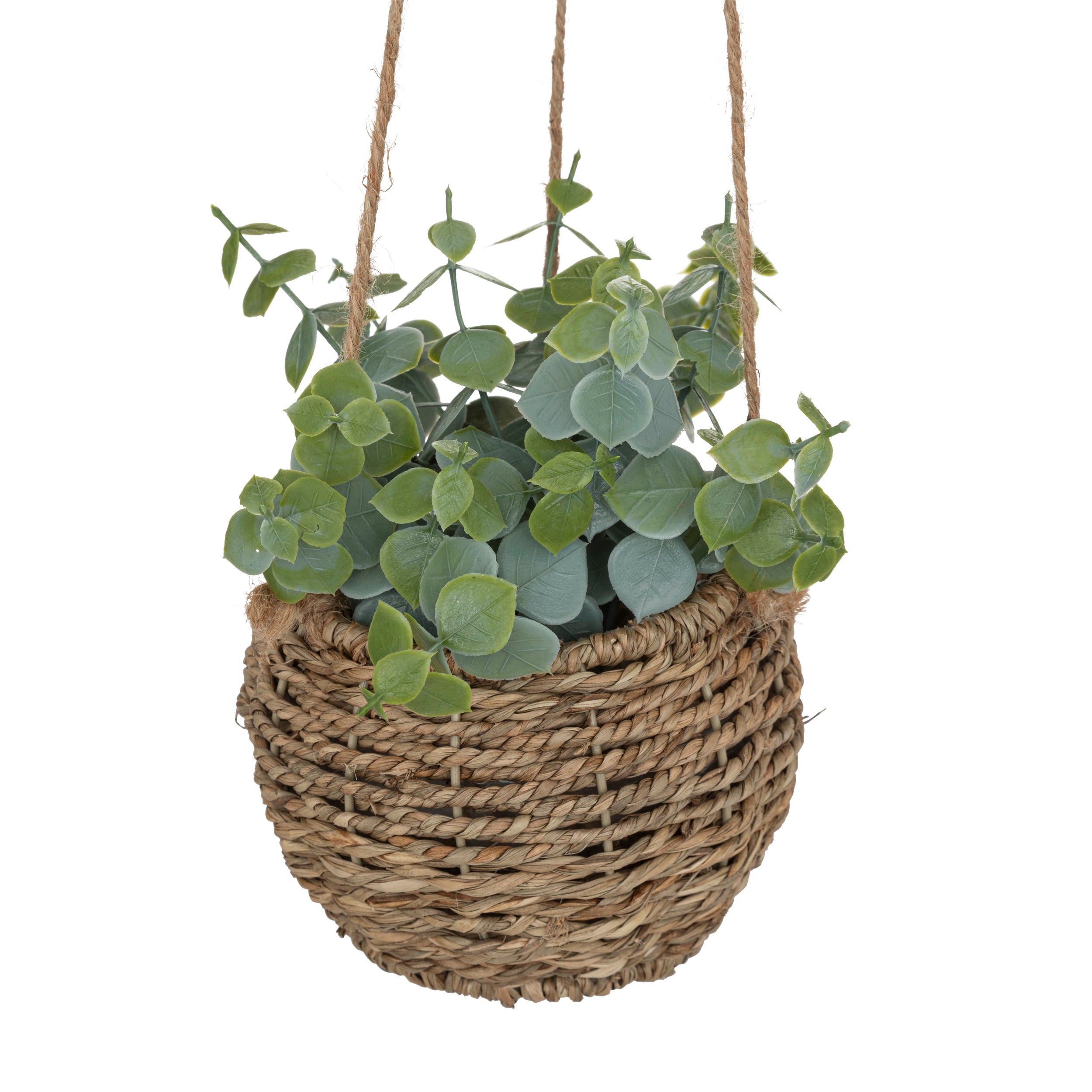 Floare decorativa, plante natur de agatat zoe H17 cm cutie - Atmosphera