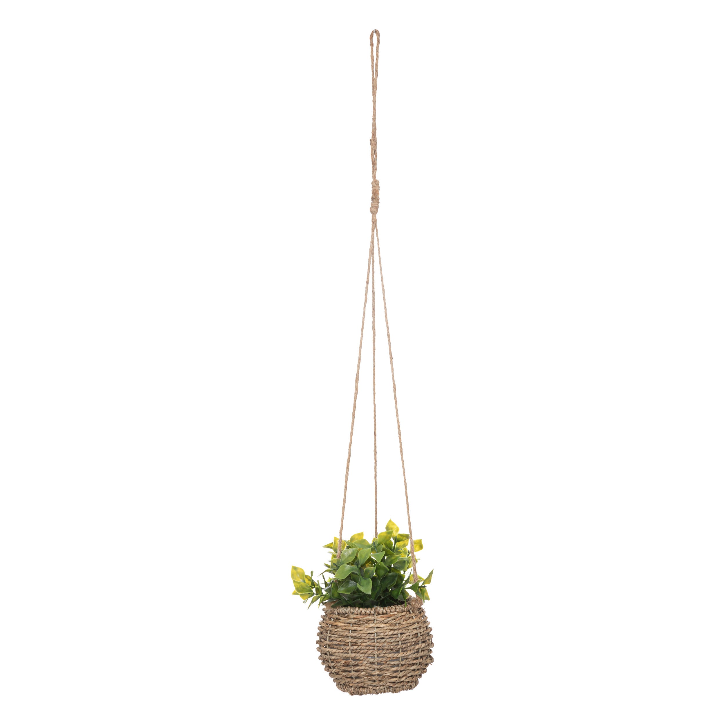 Floare decorativa, plante natur de agatat zoe H17 cm cutie - Atmosphera