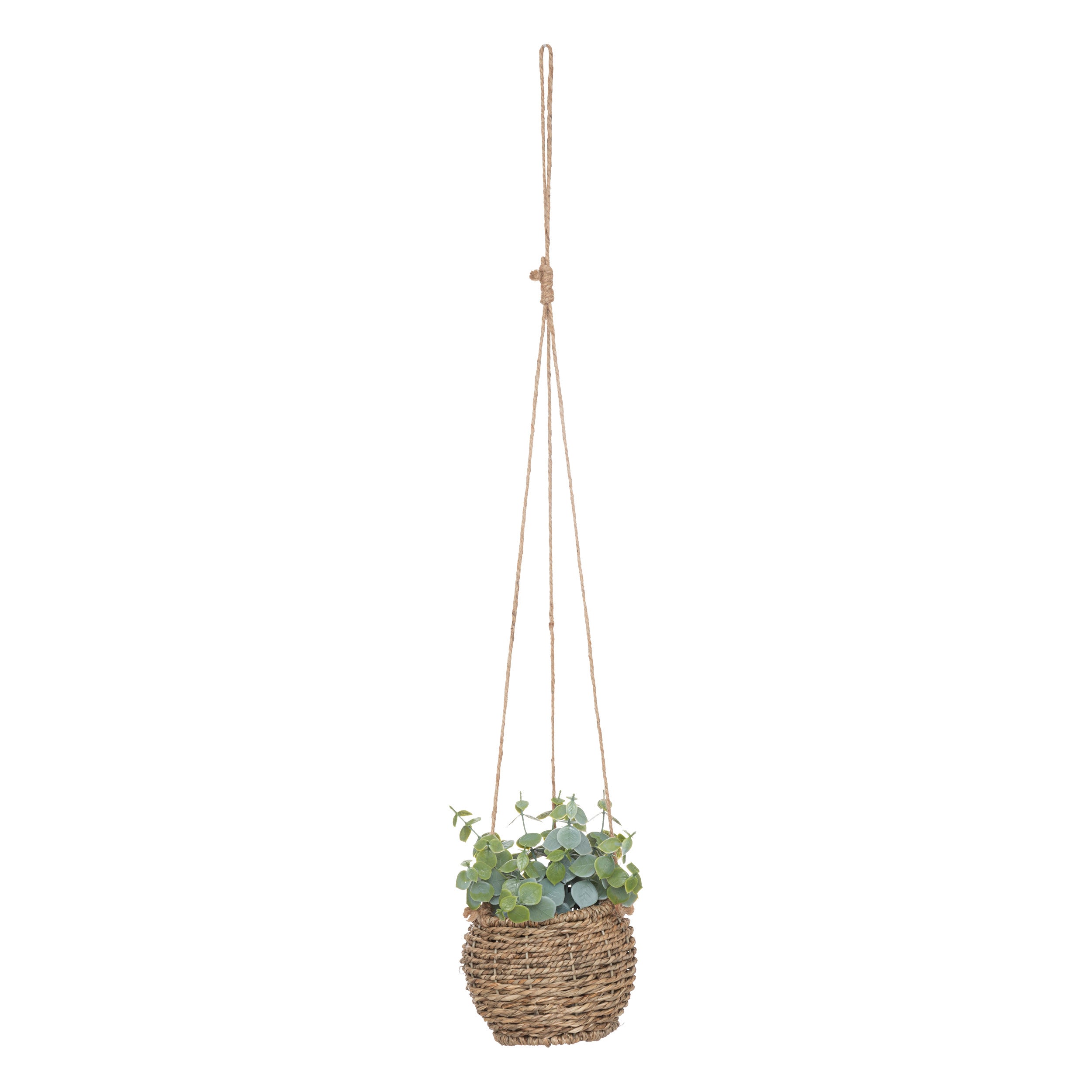 Floare decorativa, plante natur de agatat zoe H17 cm cutie - Atmosphera