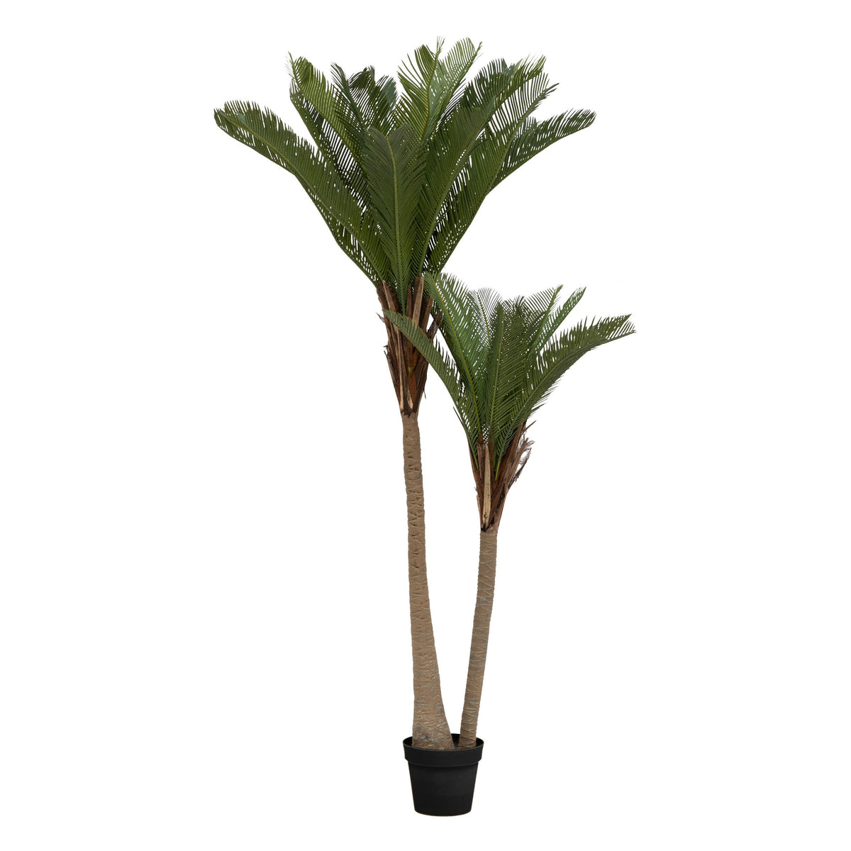 Palmier Tropical Boudoir cu 2 trunchiuri si ghiveci 180 cm inaltime Atmosphera
