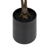 Ghiveci magnolia pl bev H78 cm - Atmosphera